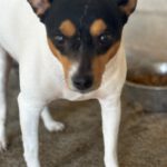 Bodeguero-Mischling Bambi, 11/2023, ca 35 cm