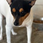 Bodeguero-Mischling Bambi, 11/2023, ca 35 cm