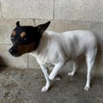 Bodeguero-Mischling Bambi, 11/2023, ca 35 cm