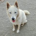 Husky Mischling Barbie, 01/2023, ca. 50 cm