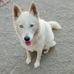 Husky Mischling Barbie, 01/2023, ca. 50 cm