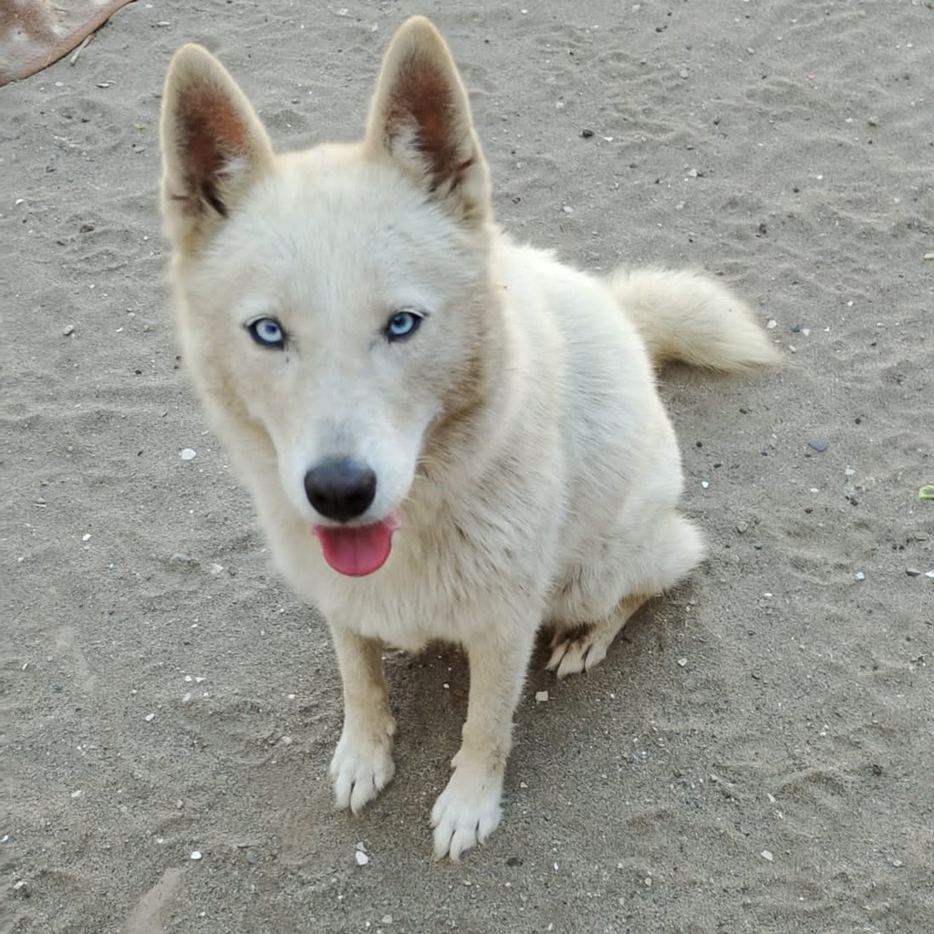 Husky Mischling Barbie, 01/2023, ca. 50 cm