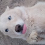 Husky Mischling Barbie, 01/2023, ca. 50 cm