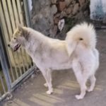Husky Mischling Barbie, 01/2023, ca. 50 cm