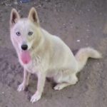 Husky Mischling Barbie, 01/2023, ca. 50 cm
