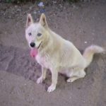 Husky Mischling Barbie, 01/2023, ca. 50 cm