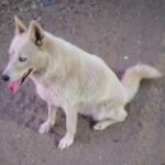 Husky Mischling Barbie, 01/2023, ca. 50 cm