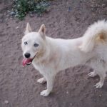 Husky Mischling Barbie, 01/2023, ca. 50 cm