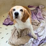 Beagle Bella, 04/2018, ca. 38 cm