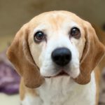Beagle Bella, 04/2018, ca. 38 cm