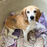 Beagle Bella, 04/2018, ca. 38 cm