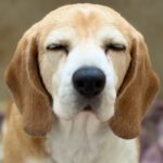 Beagle Bella, 04/2018, ca. 38 cm