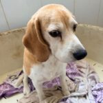 Beagle Bella, 04/2018, ca. 38 cm
