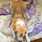 Beagle Bella, 04/2018, ca. 38 cm