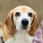 Beagle Bella, 04/2018, ca. 38 cm