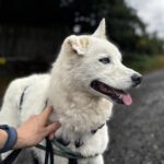 Husky Mischling Blanco, 12/2019, ca. 55 cm, 61381 Friedrichsdorf