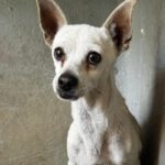Chihuahua Body, 10/2017, ca.30 cm