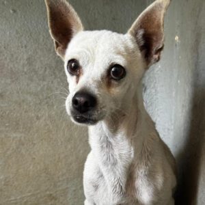 Chihuahua Body, 10/2017, ca.30 cm