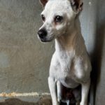 Chihuahua Body, 10/2017, ca.30 cm