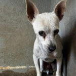 Chihuahua Body, 10/2017, ca.30 cm