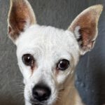 Chihuahua Body, 10/2017, ca.30 cm