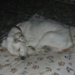 Mischling Boliche, 04/2012, ca. 35 cm