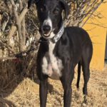 Galgo Bosco, 04/2022, ca. 65 cm