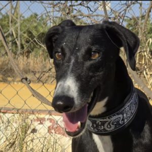 Galgo Bosco, 04/2022, ca. 65 cm