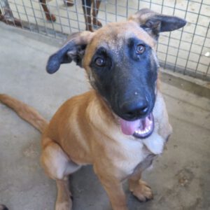 Malinois Mischling Buzz, 11/2025, Endgröße ca. 65 cm