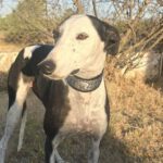 Galgo Camarón, 03/2020, ca. 65 cm