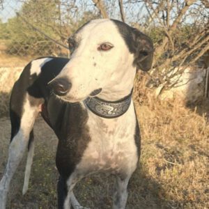 Galgo Camarón, 03/2020, ca. 65 cm