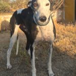 Galgo Camarón, 03/2020, ca. 65 cm