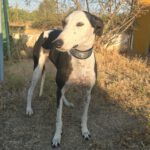 Galgo Camarón, 03/2020, ca. 65 cm