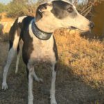 Galgo Camarón, 03/2020, ca. 65 cm