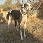 Galgo Camarón, 03/2020, ca. 65 cm