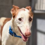 Podenco Ibicenco Careta, 02/2017, ca. 65 cm
