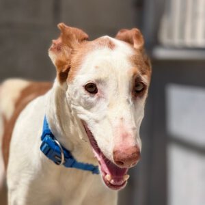Podenco Ibicenco Careta, 02/2017, ca. 65 cm