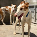 Podenco Ibicenco Careta, 02/2017, ca. 65 cm