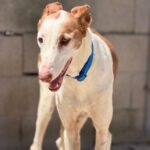 Podenco Ibicenco Careta, 02/2017, ca. 65 cm