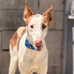 Podenco Ibicenco Careta, 02/2017, ca. 65 cm