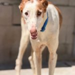 Podenco Ibicenco Careta, 02/2017, ca. 65 cm