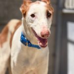 Podenco Ibicenco Careta, 02/2017, ca. 65 cm