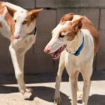 Podenco Ibicenco Careta, 02/2017, ca. 65 cm