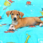 Beagle Mischling Cereza, 03/2026, Endgröße ca. 40 cm