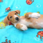 Beagle Mischling Cereza, 03/2026, Endgröße ca. 40 cm