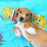 Beagle Mischling Cereza, 03/2026, Endgröße ca. 40 cm