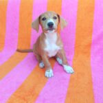 Beagle Mischling Cereza, 03/2026, Endgröße ca. 40 cm