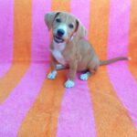 Beagle Mischling Cereza, 03/2026, Endgröße ca. 40 cm