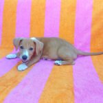 Beagle Mischling Cereza, 03/2026, Endgröße ca. 40 cm