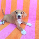 Beagle Mischling Cereza, 03/2026, Endgröße ca. 40 cm